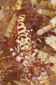 Colorful Coleman Shrimp Poster Print from Komodo National Park, Indonesia.