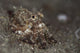 A Young Day Octopus on black volcanic sand in Komodo National Park, Indonesia.