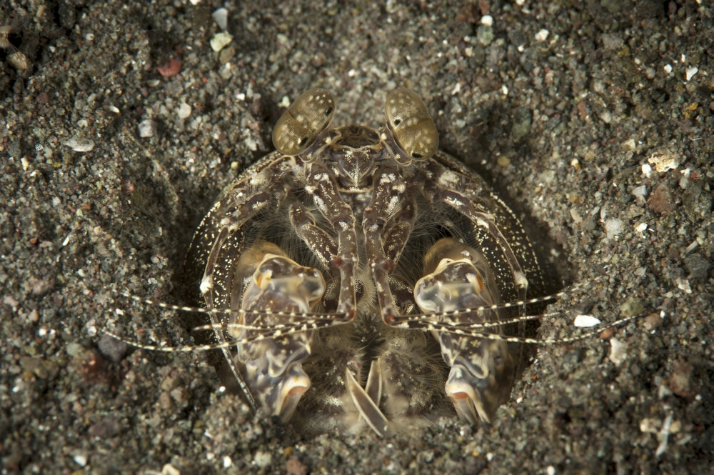 Spearing mantis shrimp in its burrow, Komodo National Park poster print.