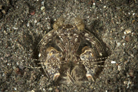 Spearing mantis shrimp in its burrow, Komodo National Park poster print.