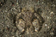 Spearing mantis shrimp in its burrow, Komodo National Park poster print.