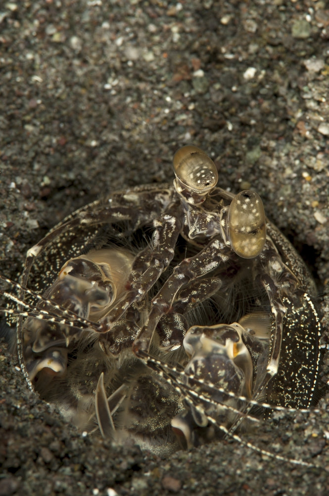 Spearing mantis shrimp in burrow poster print from Komodo National Park.