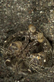Spearing mantis shrimp in burrow poster print from Komodo National Park.