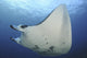 Reef Manta Ray swimming above a reef in Komodo National Park poster print.