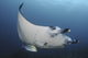 Reef Manta Ray swimming above a coral reef in Komodo National Park, Indonesia.