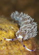 Head-on view of cerata on Pteraeolidia Ianthina nudibranch in Komodo National Park, Indonesia.