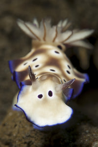 Risbecia Tryoni nudibranch with vibrant blue and brown markings poster print.