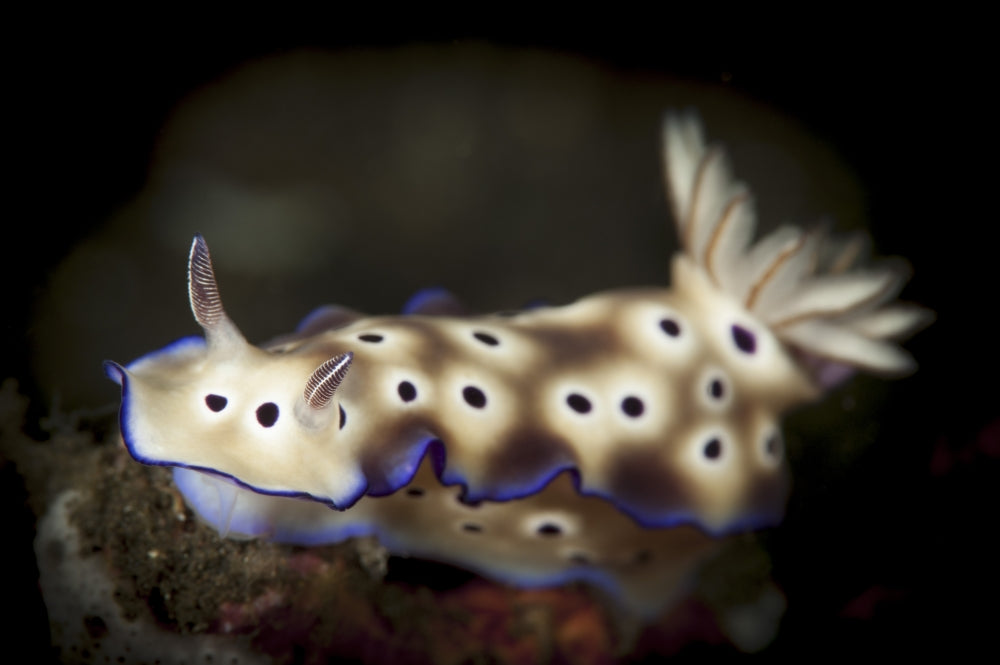 Risbecia tryoni nudibranch poster print featuring vibrant colors from Komodo National Park, Indonesia.