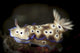 Risbecia tryoni nudibranch poster print featuring vibrant colors from Komodo National Park, Indonesia.