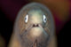 Front view of a white-eyed moray eel in Komodo National Park, Indonesia.