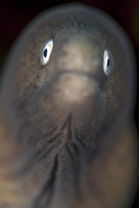 Front view of a white-eyed moray eel poster print from Komodo National Park, Indonesia.