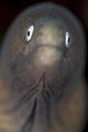 Front view of a white-eyed moray eel poster print from Komodo National Park, Indonesia.