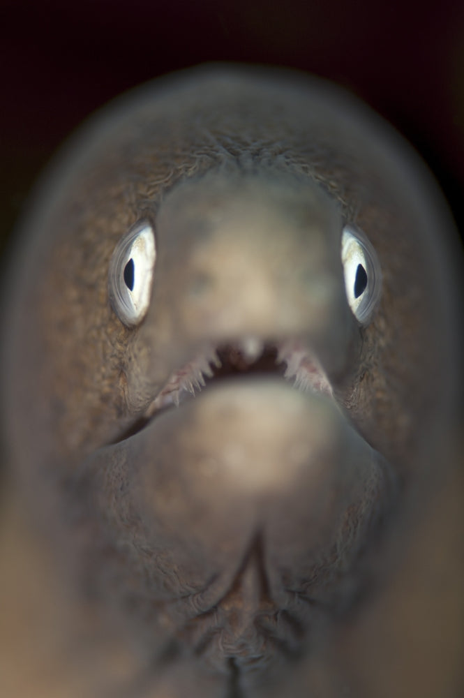 Front view of a white-eyed moray eel from Komodo National Park, Indonesia poster print.