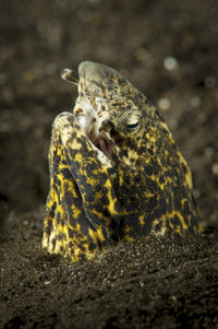 Marbled snake eel emerging from black volcanic sand in Komodo National Park, Indonesia.