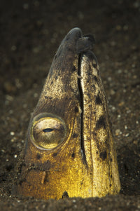 Black-finned snake eel emerging from volcanic black sand in Komodo National Park, Indonesia.