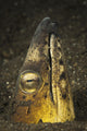 Black-finned snake eel emerging from volcanic black sand in Komodo National Park, Indonesia.