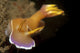 Hypselodoris Bullockii Nudibranch poster print showcasing cerata in Komodo National Park