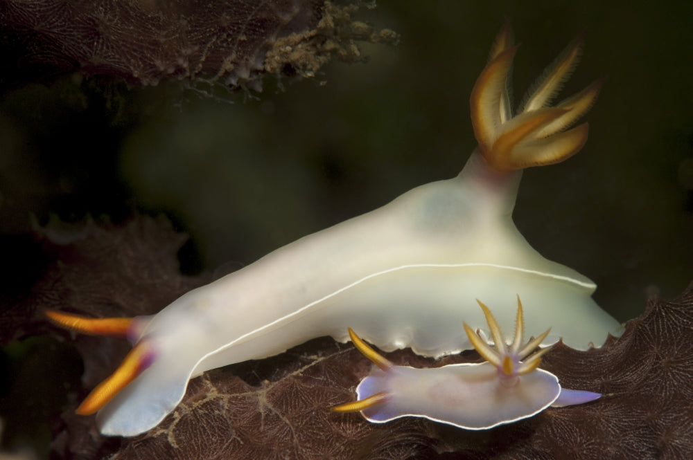 Bullock's Hypselodoris Nudibranchs poster print from Komodo National Park, Indonesia.