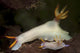 Bullock's Hypselodoris Nudibranchs poster print from Komodo National Park, Indonesia.
