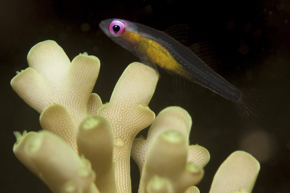 Redeye Goby resting on coral in Komodo National Park poster print