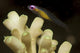 Redeye Goby resting on coral in Komodo National Park poster print