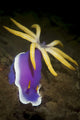 Bright purple Hypselodoris Apolegma nudibranch poster print from Komodo National Park, Indonesia