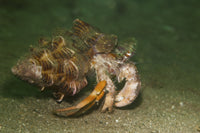 Anemone Hermit Crab running across sand in green light, Komodo National Park.