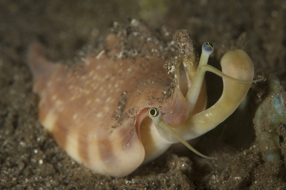Close-up view of Vomer conch (Strombus vomer) with eye stalks and mouth extended.
