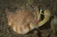 Close-up view of Vomer conch (Strombus vomer) with eye stalks and mouth extended.