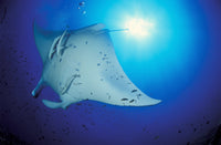 Giant Oceanic Manta Ray Poster Print showcasing vibrant sunburst in Maldives.