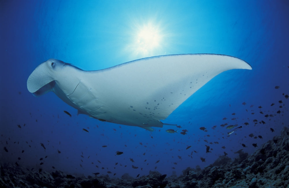 Giant oceanic manta ray poster print with sunburst background.