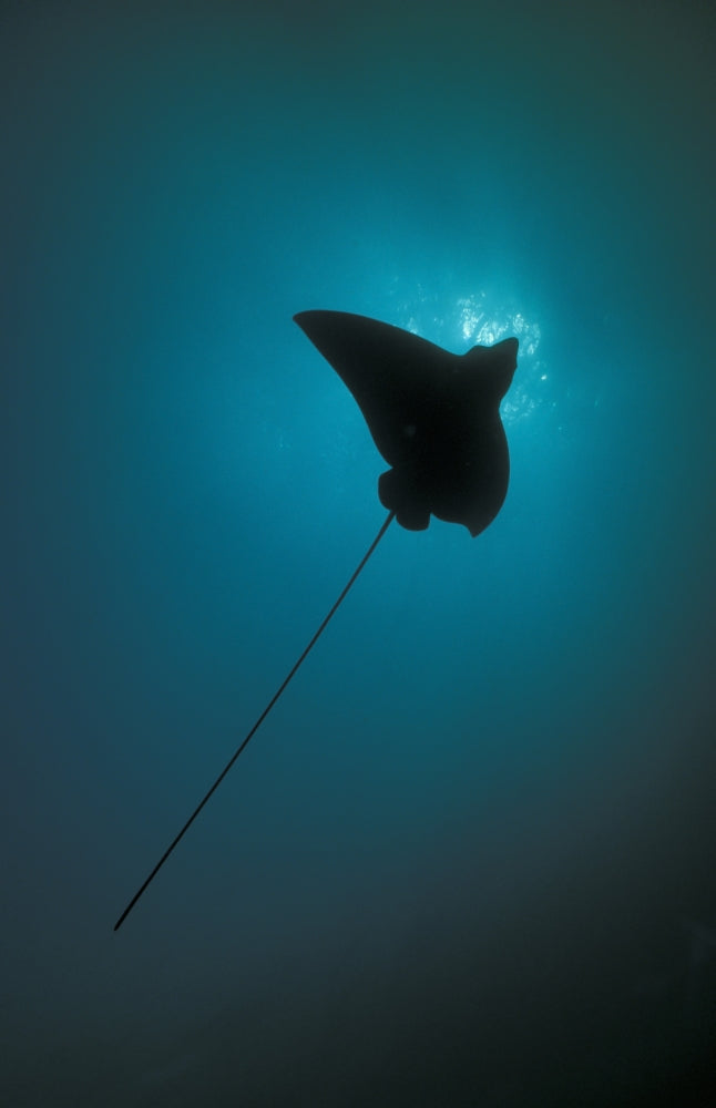 Spotted Eagle Ray silhouetted against the sun in the Maldives poster print.