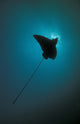 Spotted Eagle Ray silhouetted against the sun in the Maldives poster print.