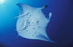 Underside view of a giant oceanic manta ray poster print by Steve Jones.