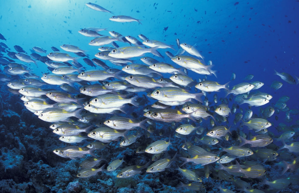 School of Goldspot Emperor Fish Poster Print showcasing vibrant marine life.