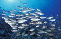 School of Goldspot Emperor Fish Poster Print showcasing vibrant marine life.
