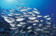 School of Goldspot Emperor Fish Poster Print showcasing vibrant marine life.