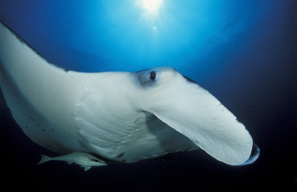 Giant Oceanic Manta Ray close-up poster print by Steve Jones.