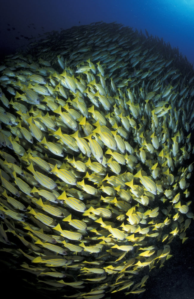 School of Bluestripe Snapper in South Ari Atoll, Maldives Poster Print