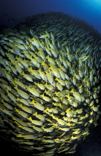 School of Bluestripe Snapper in South Ari Atoll, Maldives Poster Print