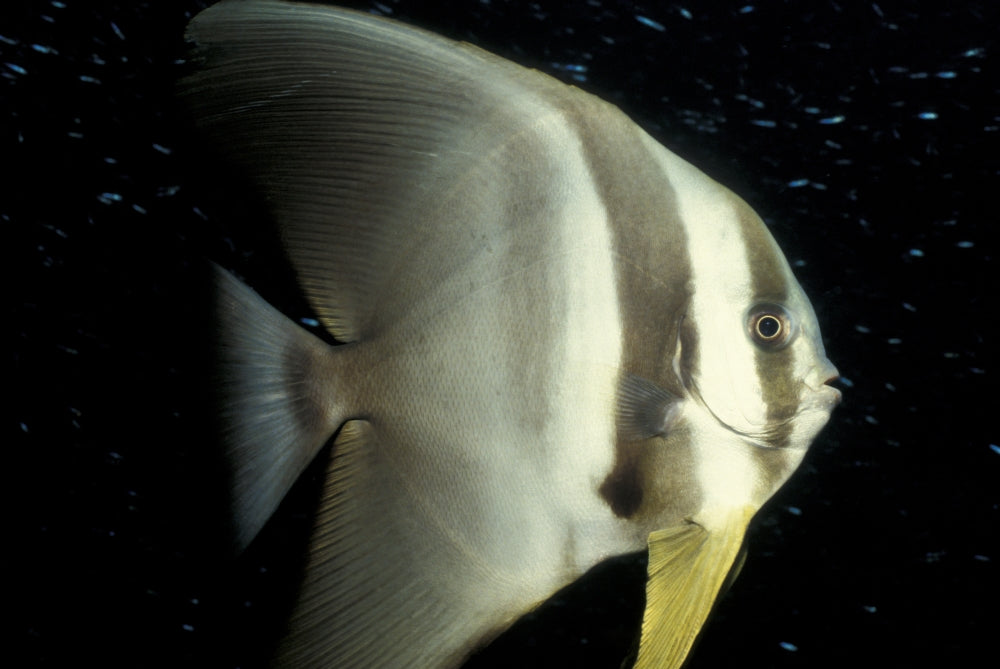 Longfin Spadefish underwater print from South Ari Atoll, Maldives.