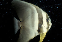Longfin Spadefish underwater print from South Ari Atoll, Maldives.