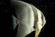 Longfin Spadefish underwater print from South Ari Atoll, Maldives.