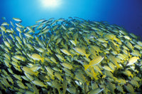 School of Bluestripe Snapper Poster Print showcasing vibrant marine life.