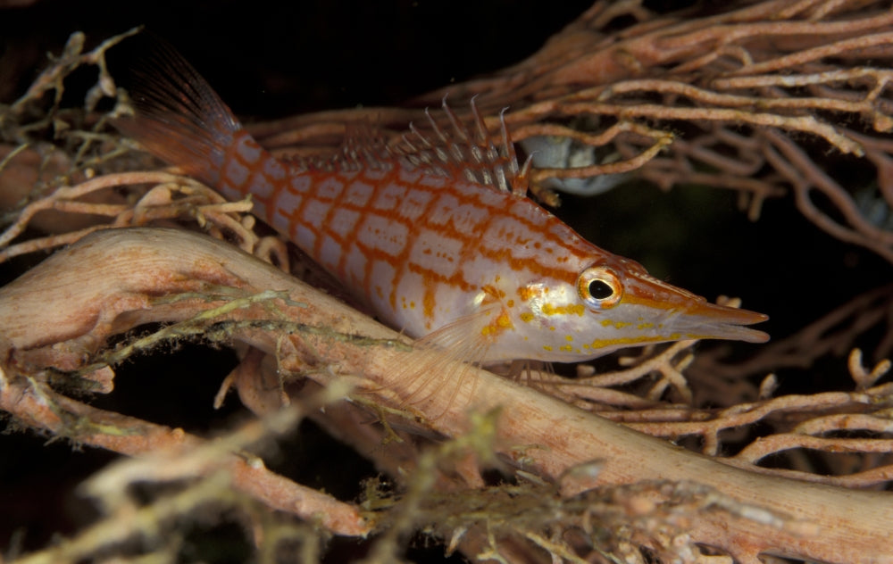 Longnose Hawkfish perched on fan coral in Maldives print