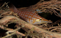 Longnose Hawkfish perched on fan coral in Maldives print