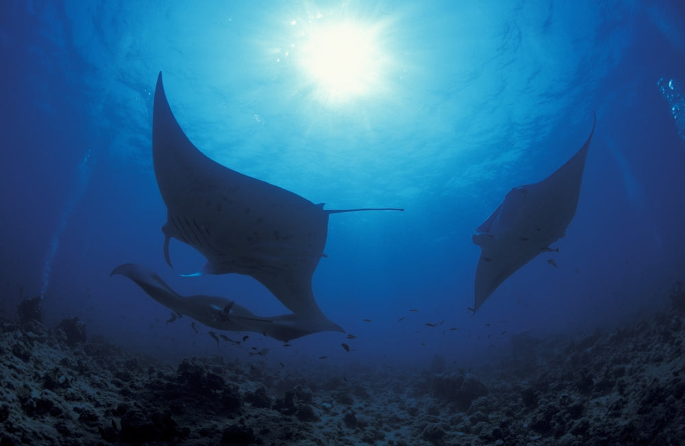 Three giant oceanic manta rays swimming in the South Ari Atoll, Maldives poster print.