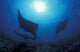 Three giant oceanic manta rays swimming in the South Ari Atoll, Maldives poster print.