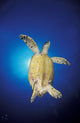 Underside view of a hawksbill sea turtle against a sunburst in Maldives.