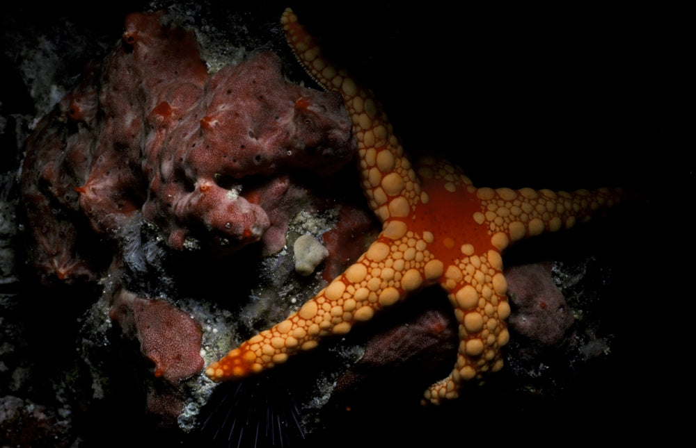 Noduled Sea Star (Fromia nodosa) Poster Print from the Maldives by Steve Jones.